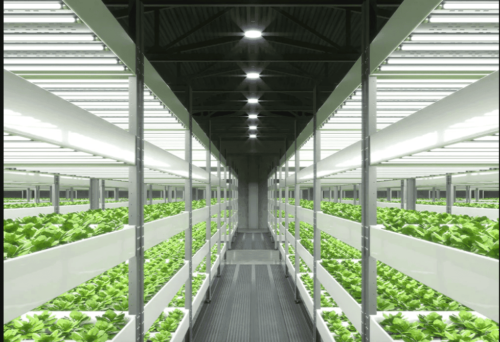Commercial Hydroponic Supplier
